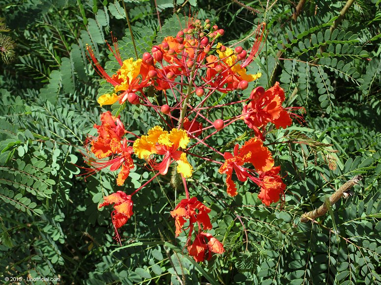 Pride of Barbados plant at Lakeway, Lake Travis, Texas