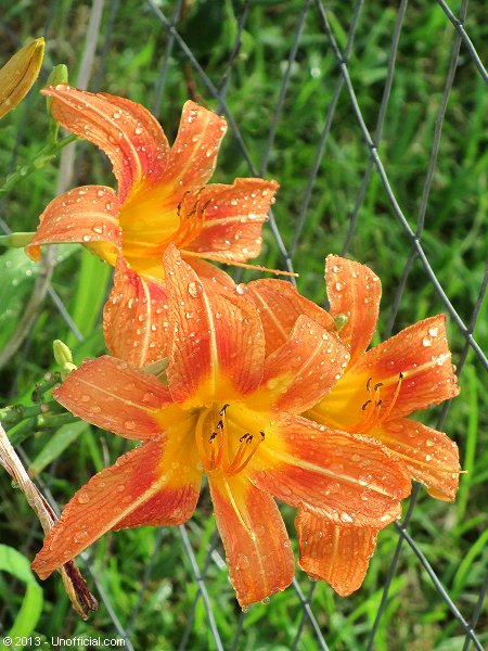 Day lilies in northwest Travis County, Texas