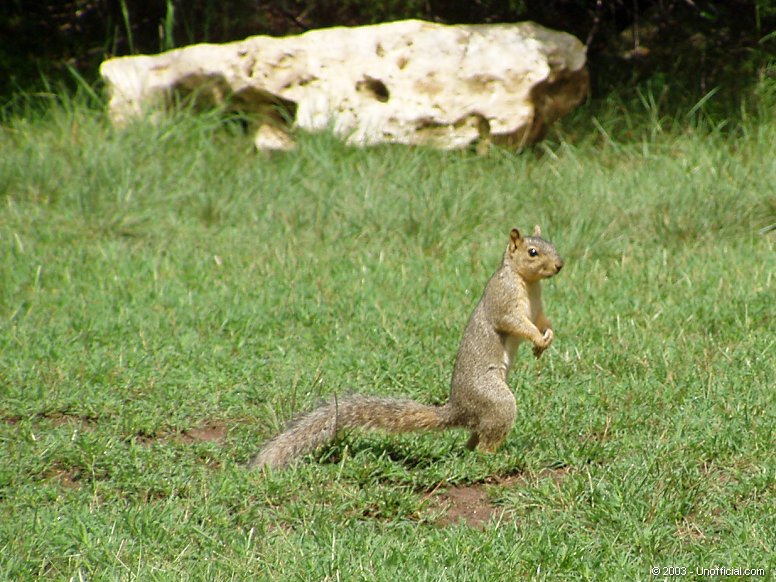 Squirrelzilla in northwest Travis County, Texas