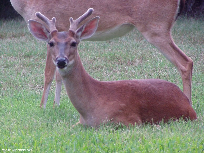 Front yard visitor in northwest Travis County, Texas