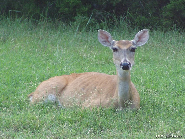 Resting Comfortably in northwest Travis County, Texas