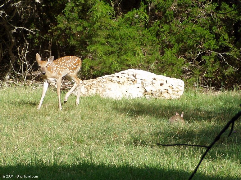 Bambi and Thumper in northwest Travis County, Texas