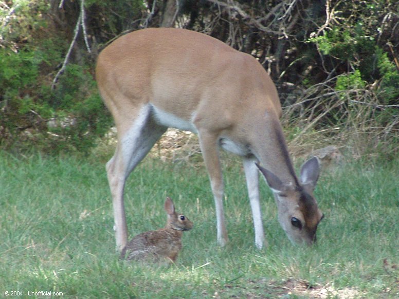 Front yard pals in northwest Travis County, Texas