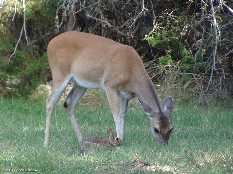 Front Yard Pals in northwest Travis County, Texas