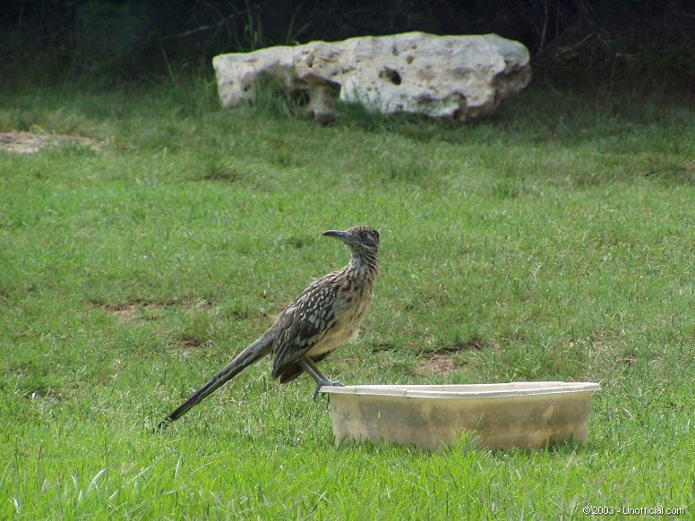 Roadrunner in northwest Travis County, Texas