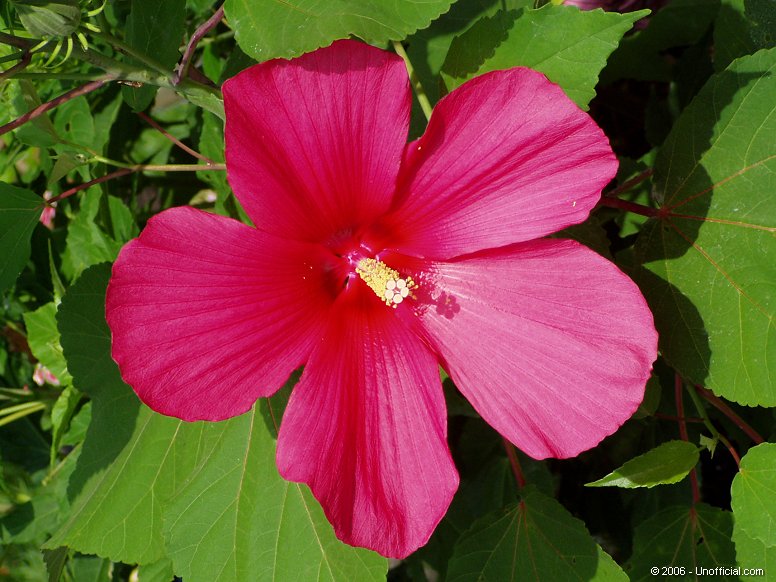 Hibiscus in northwest Travis County, Texas