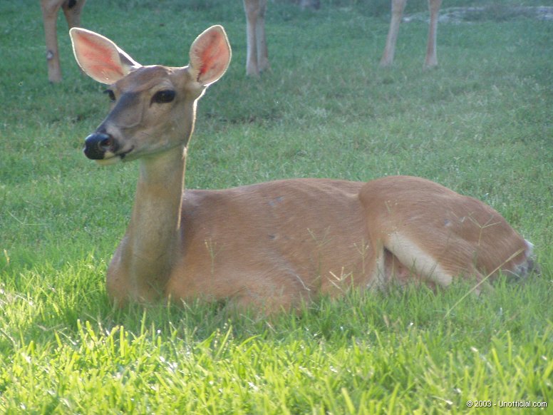 Whitetail doe in northwest Travis County, Texas