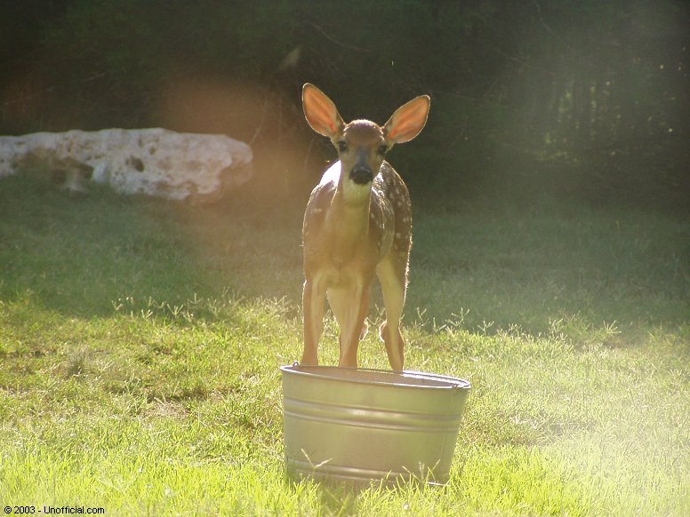 Front yard visitor in northwest Travis County, Texas