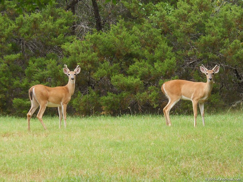 Aliens in northwest Travis County, Texas