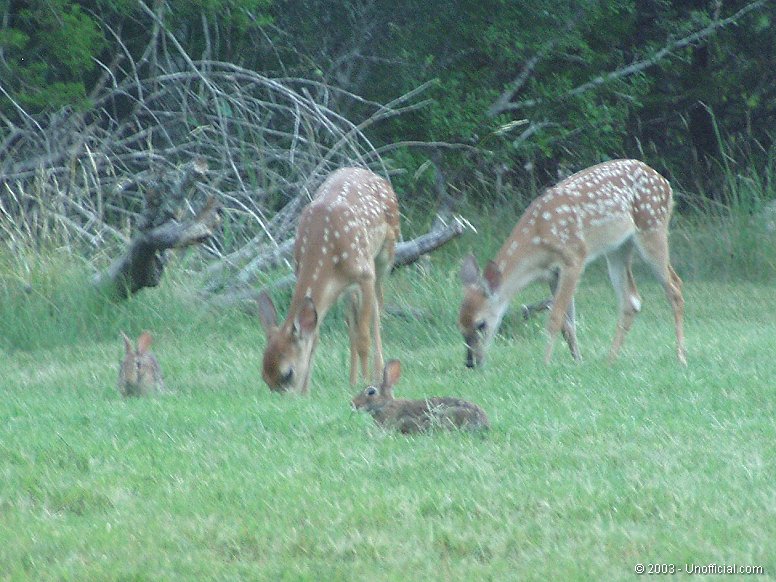 Front yard friends in northwest Travis County, Texas