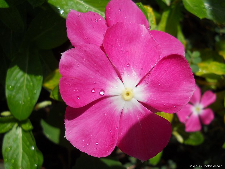 Vinca bloom in northwest Travis County, Texas