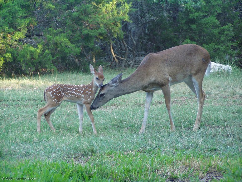 Happy Mother's Day - Photo in northwest Travis County, Texas