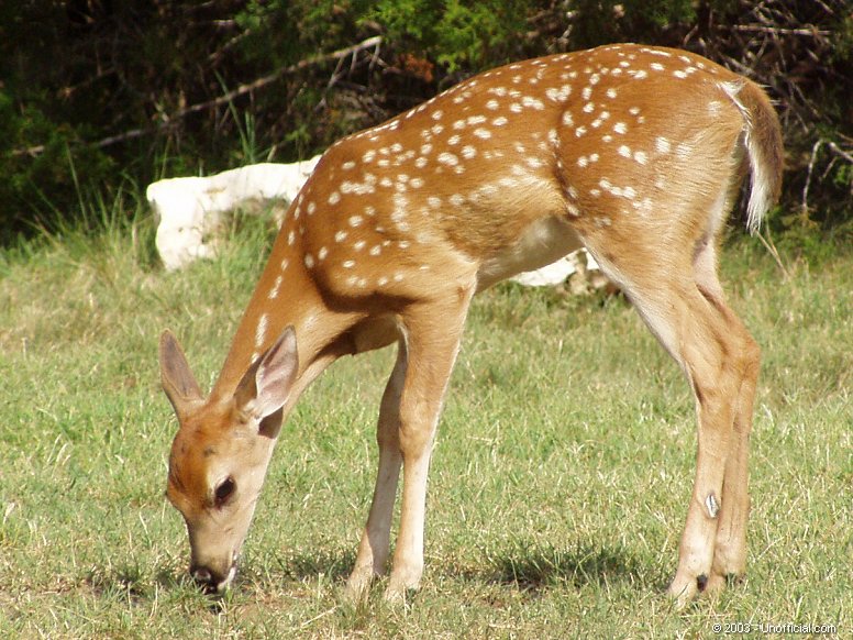 Whitetail Fawn in northwest Travis County, Texas