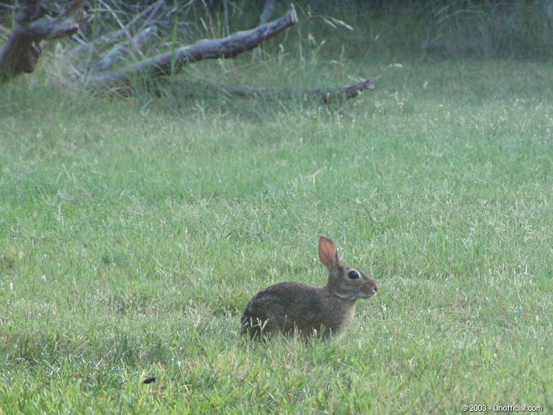 Sparky in northwest Travis County, Texas