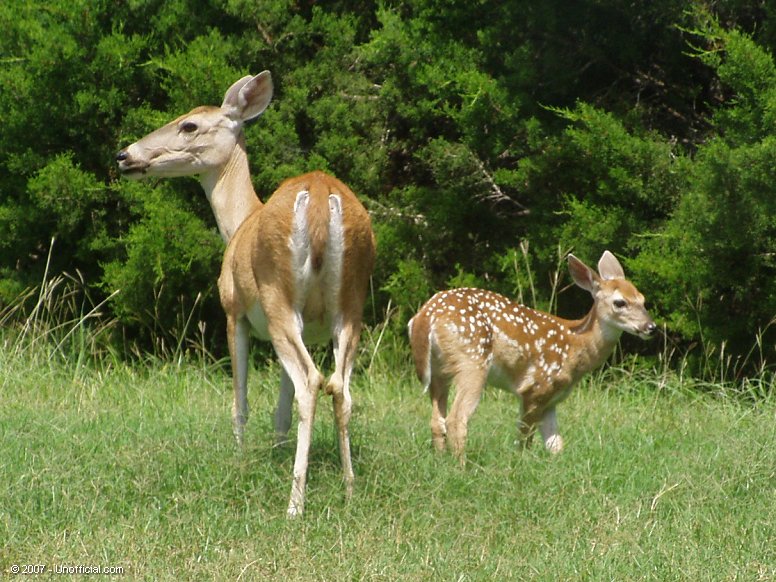 Mom and Fawn in northwest Travis County, Texas