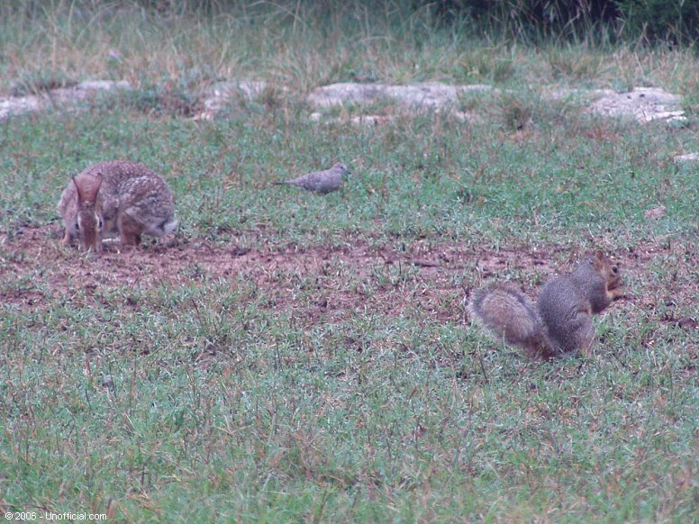 Rabbit, Dove, Squirrel. Front yard friends in northwest Travis County, Texas