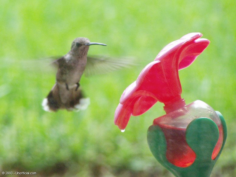 Hummingbird in northwest Travis County, Texas