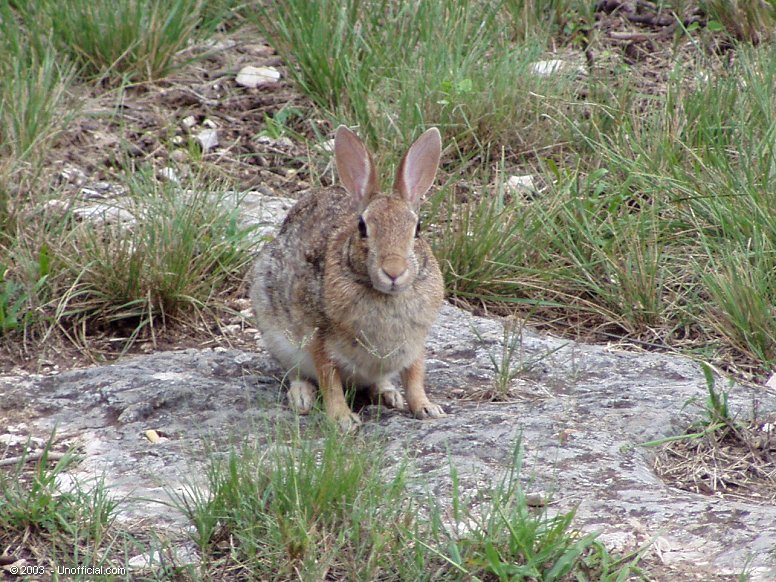 Cottontail in northwest Travis County, Texas