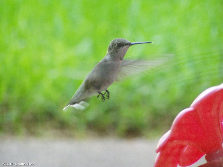 Hummingbird in northwest Travis County, Texas