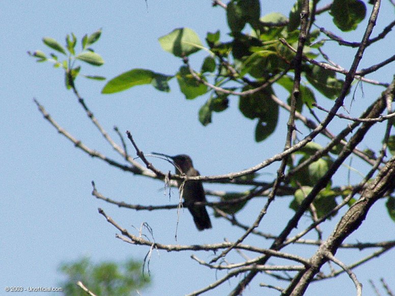 Hummingbird in northwest Travis County, Texas