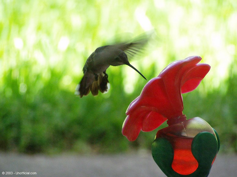 Hummingbird in northwest Travis County, Texas