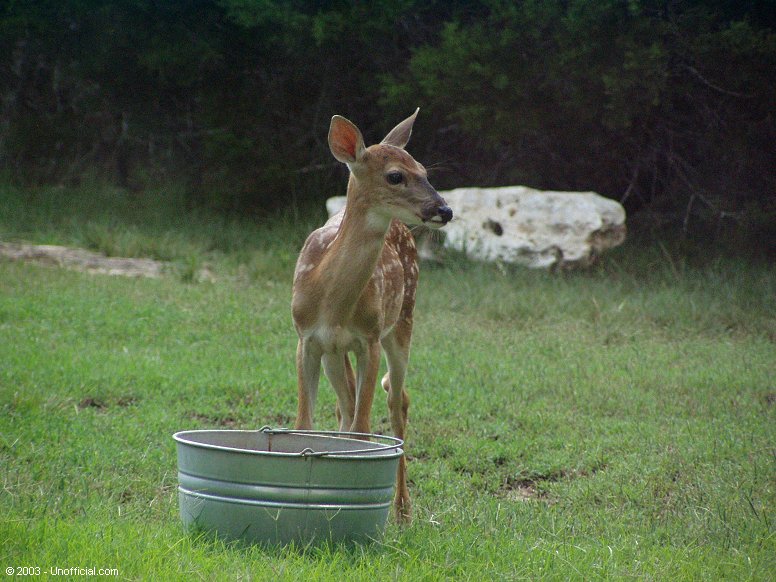 Youngster in northwest Travis County, Texas