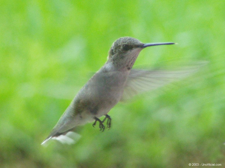 Hummer in northwest Travis County, Texas