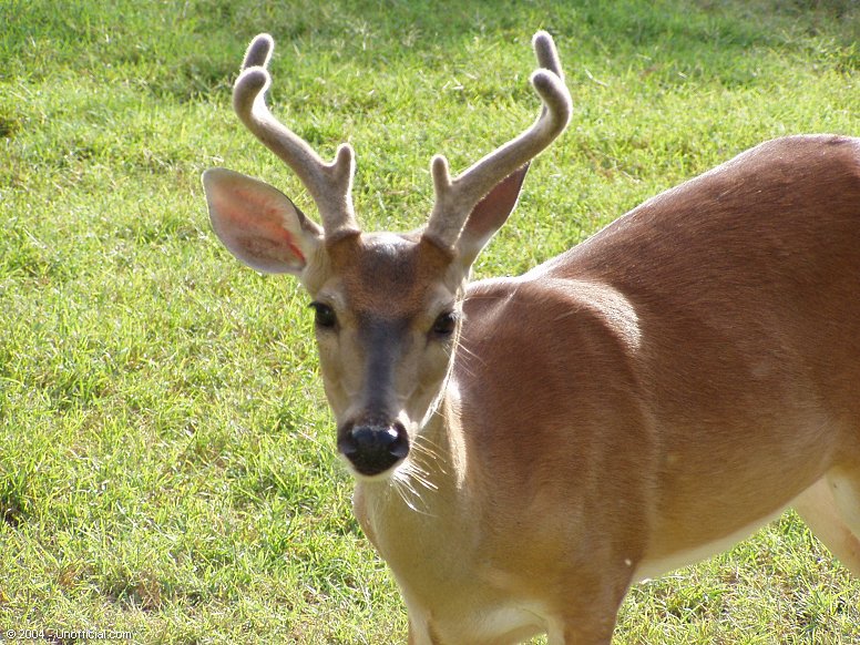 Front yard visitor in northwest Travis County, Texas