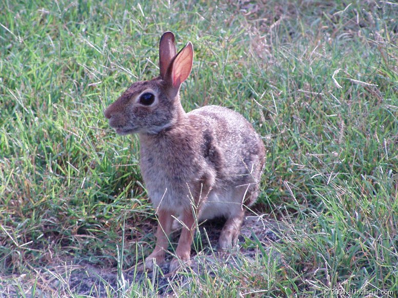 Cottontail in northwest Travis County, Texas