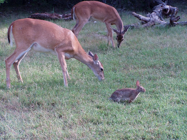 Front yard friends in northwestern Travis County, Texas