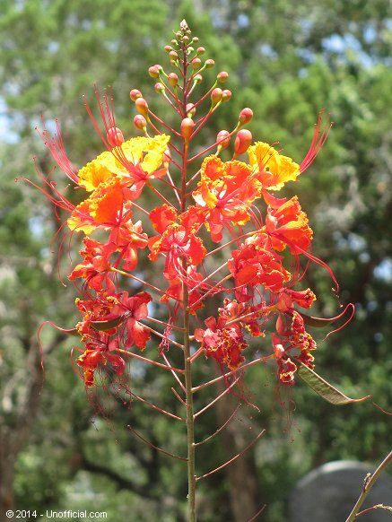 Pride of Barbados in Lakeway, Texas