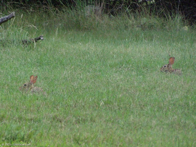 Rabbits in northwest Travis County, Texas