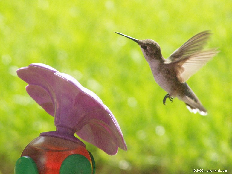 Hummingbird in northwest Travis County, Texas