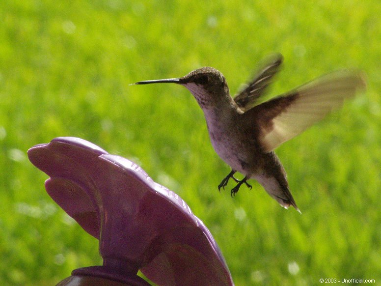 Female Ruby-Throated Hummingbird in northwest Travis County, Texas