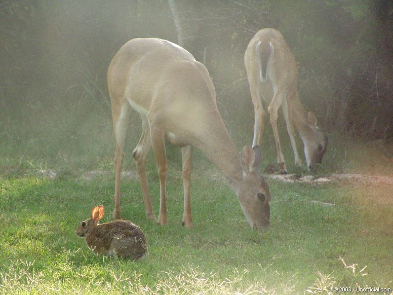 Front Yard Friends in northwest Travis County, Texas