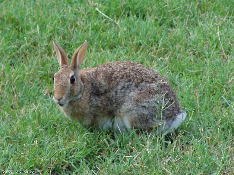 Cottontail in northwest Travis County, Texas