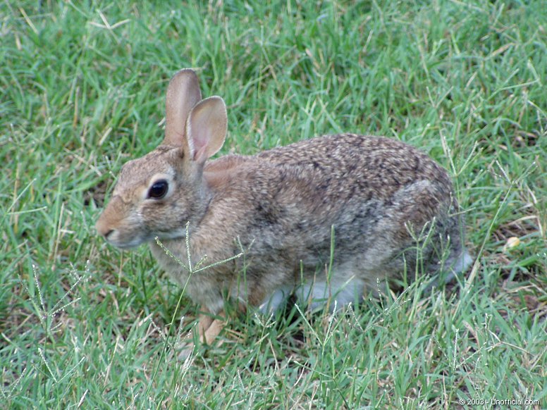 Cottontail in northwest Travis County, Texas