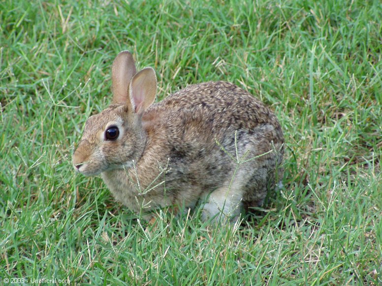 Sparky the Rabbit in northwestern Travis County, Texas