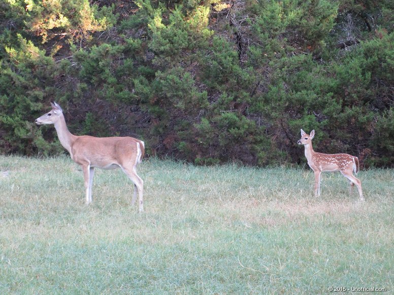 Front yard family in northwest Travis County, Texas