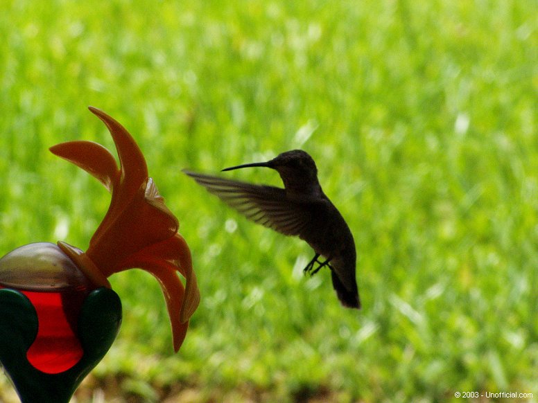 Hummingbird in northwest Travis County, Texas