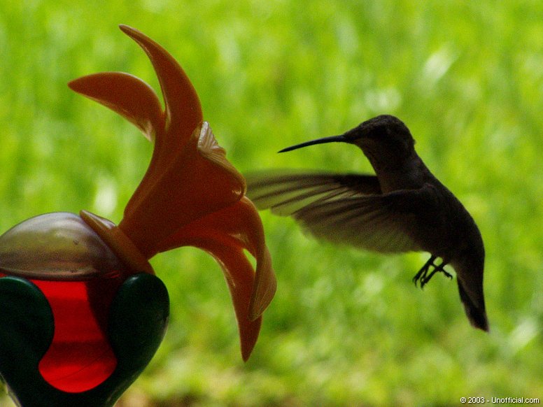 Hummingbird in northwest Travis County, Texas