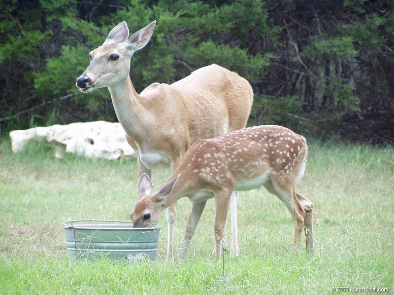 Mother & Fawn in northwest Travis County, Texas