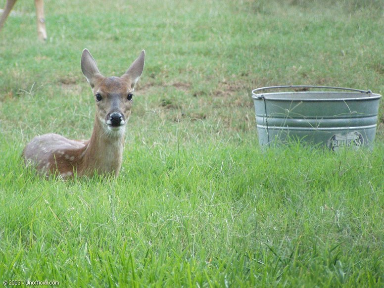 Fawn in northwest Travis County, Texas