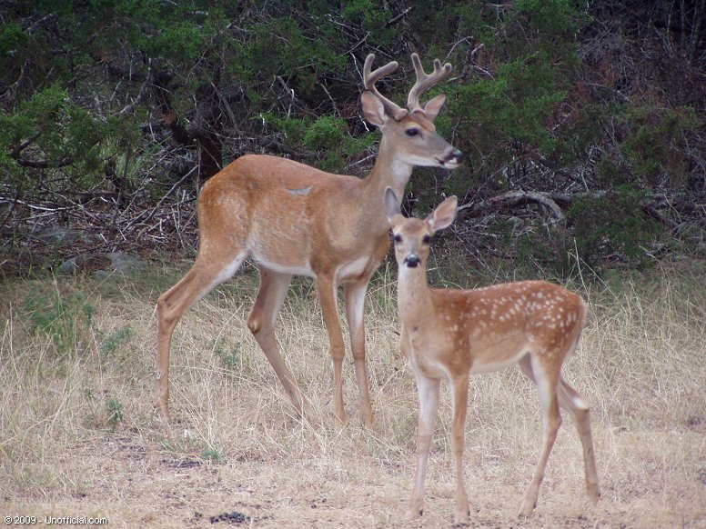 Front yard visitors in northwest Travis County, Texas