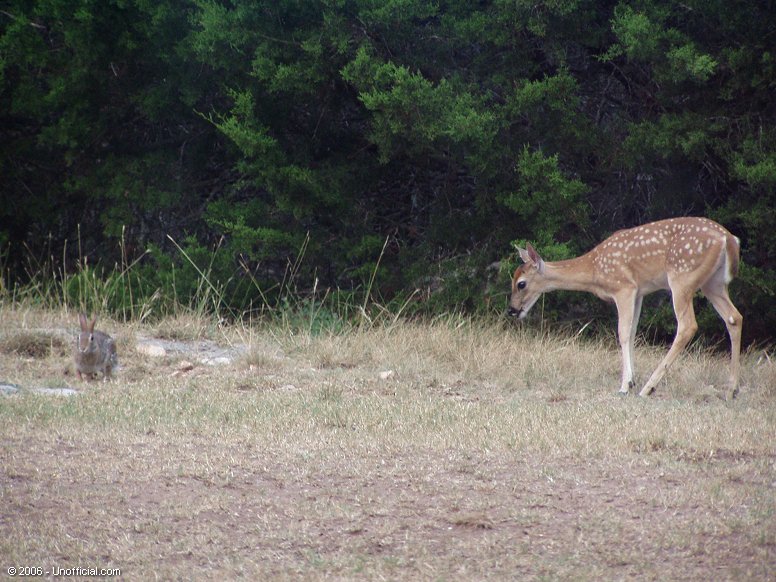 Thumper and Bambi in northwest Travis County, Texas