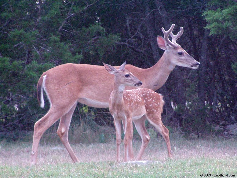 Antlers and Spots in northwest Travis County, Texas