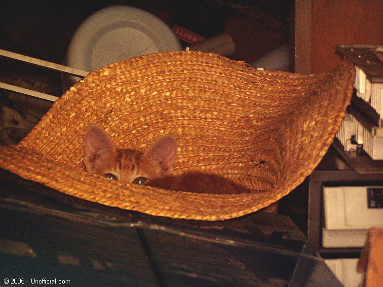 Kitten in the Hat in northwest Travis County, Texas