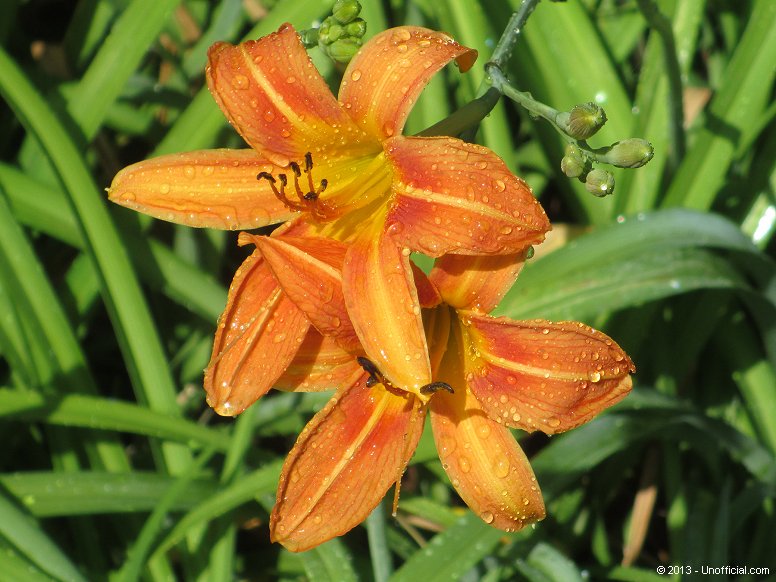 Day lilies in northwest Travis County, Texas
