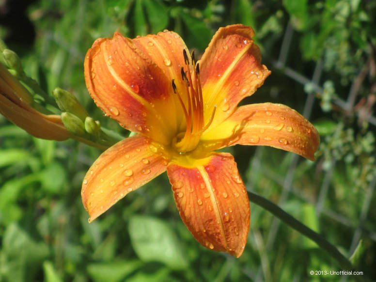 Day Lily in northwest Travis County, Texas