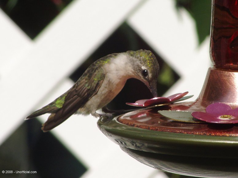 Female Ruby-Throated Hummingbird in Kanawha County, West Virginia